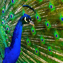 Схема вышивки «Павлин»