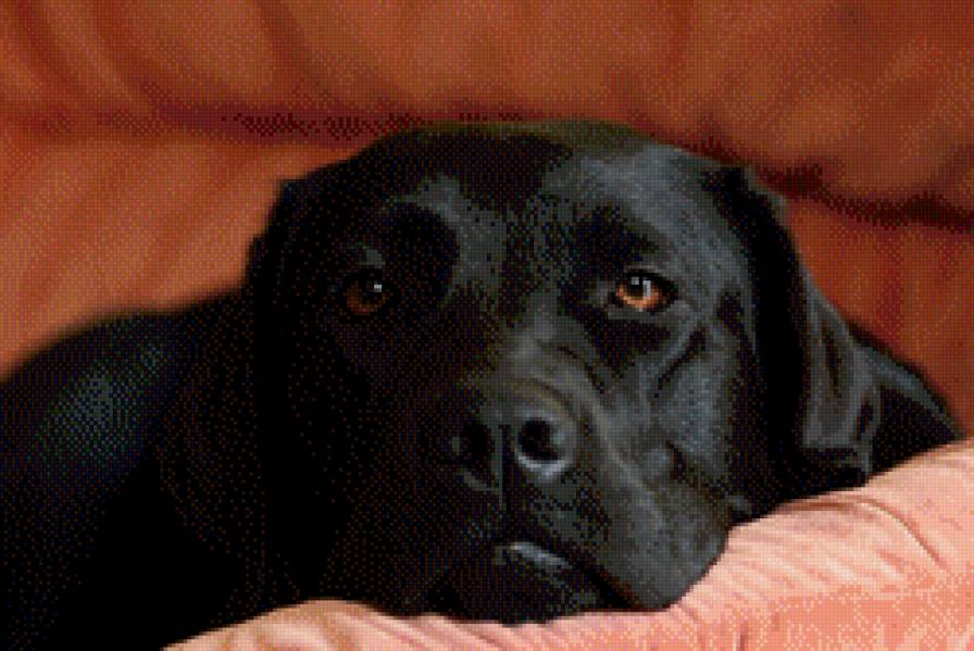 Лабарадор - лабрадор, собаки - предпросмотр