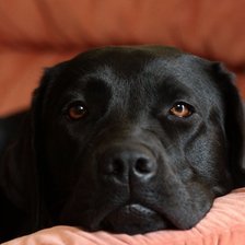 Схема вышивки «Лабарадор»