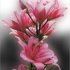 Схема вышивки «цветы»