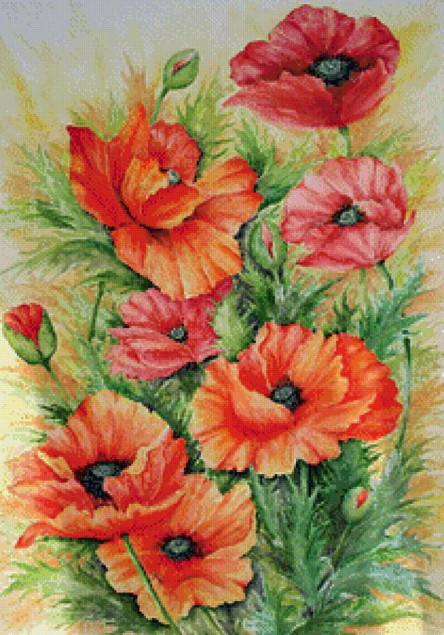 Маки - цветы - предпросмотр