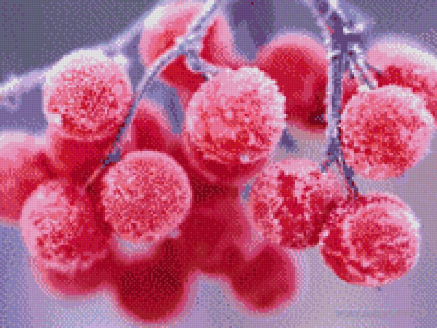 ягода - предпросмотр