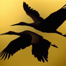 Схема вышивки «птицы»