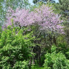 Схема вышивки «Пейзаж»
