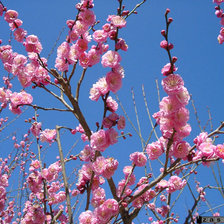 Схема вышивки «Пейзаж»