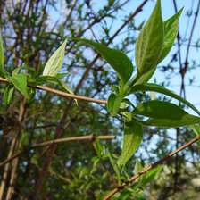 Схема вышивки «Пейзаж»