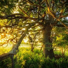 Схема вышивки «Золотой рассвет»