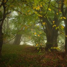 Схема вышивки «В лесу»