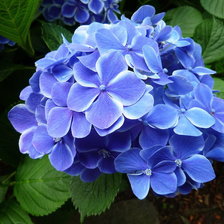 Схема вышивки «цветы»