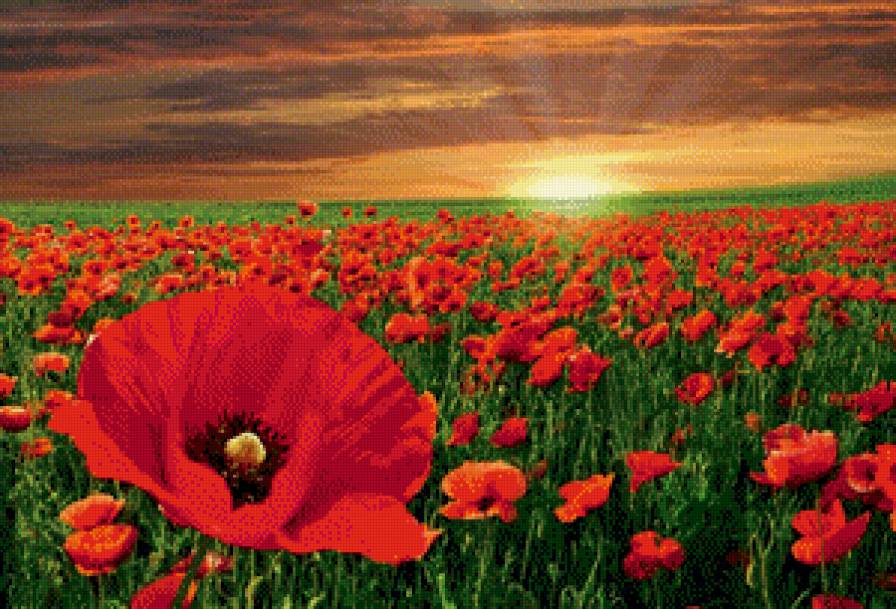 Маковый закат - летний пейзаж, цветы, маки, лето, закат - предпросмотр