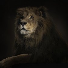 Схема вышивки «Лев»