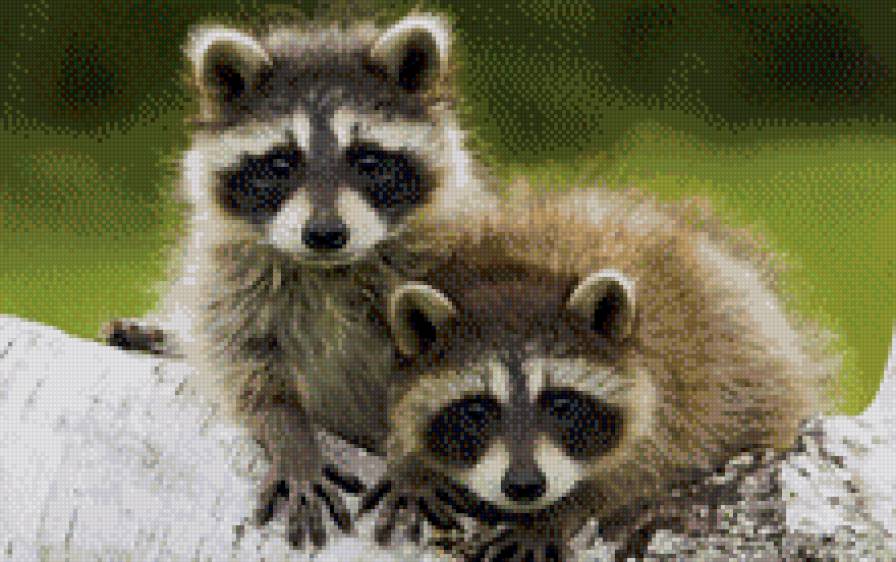 Еноты - животные - предпросмотр