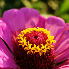 Схема вышивки «Цветок»