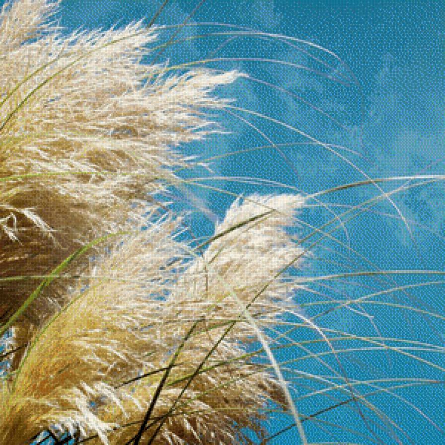 поле - трава, поле, растения - предпросмотр