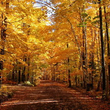 Схема вышивки «золотая осень1»