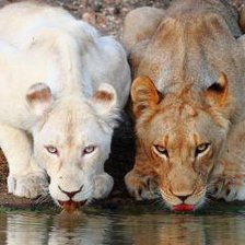 Схема вышивки «львицы»