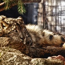 Схема вышивки «киса»