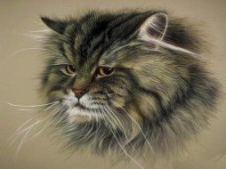 кот - животные, кошки - оригинал