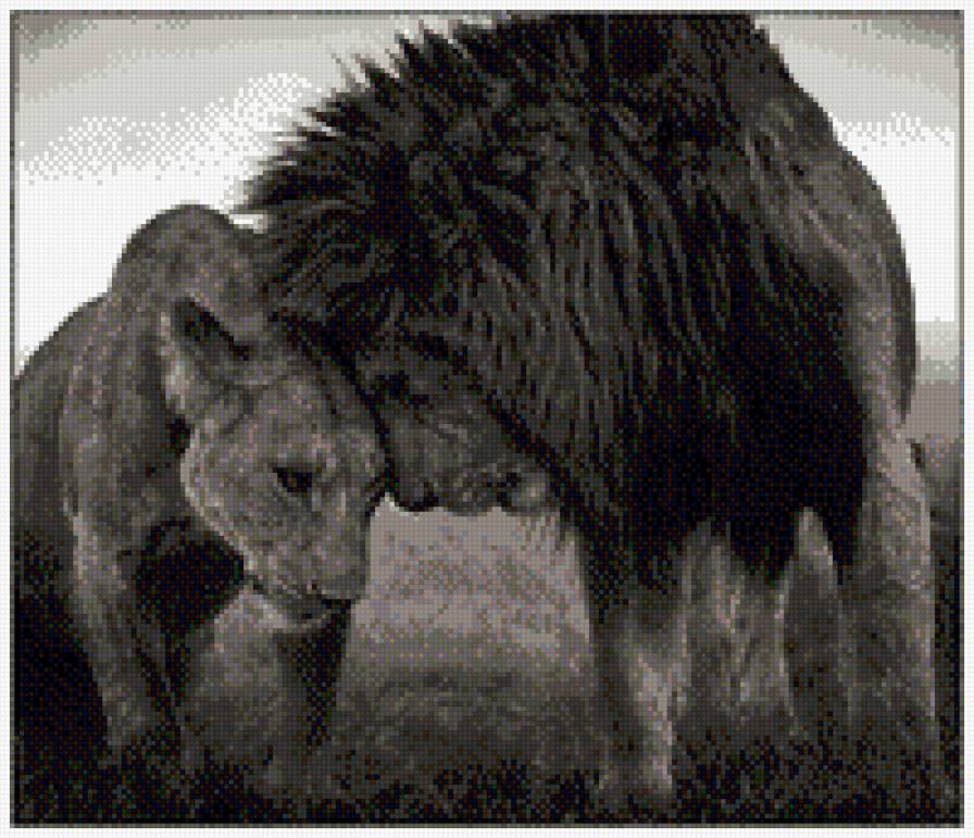 ЛЬВИНАЯ ЛЮБОВЬ - животные, нежность - предпросмотр