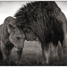 Схема вышивки «ЛЬВИНАЯ ЛЮБОВЬ»