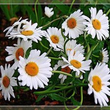 Схема вышивки «ромашки»