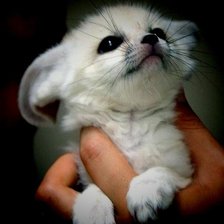 Схема вышивки «самая маленькая лисичка Фенеки»