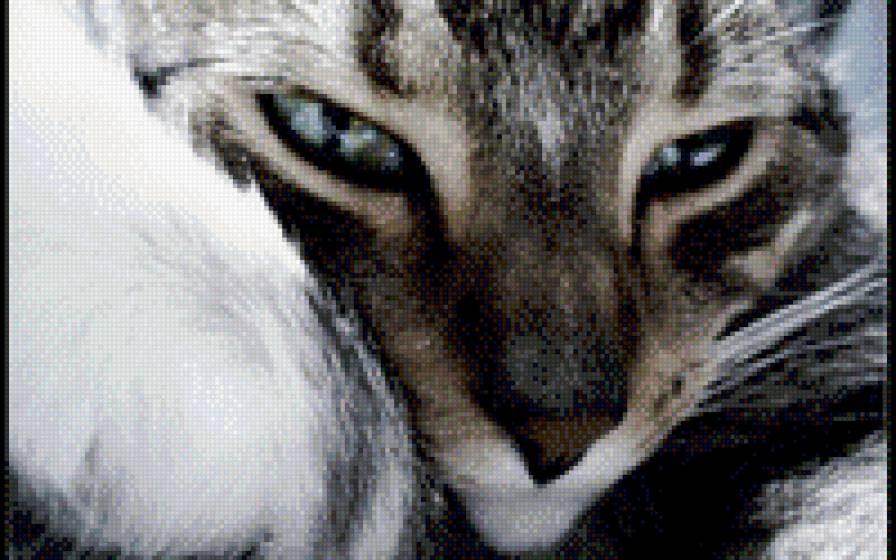 Соня - лапушки, кошечки, очаровашки, кошки - предпросмотр