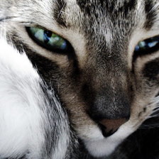 Схема вышивки «Соня»