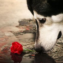 Схема вышивки «собака»