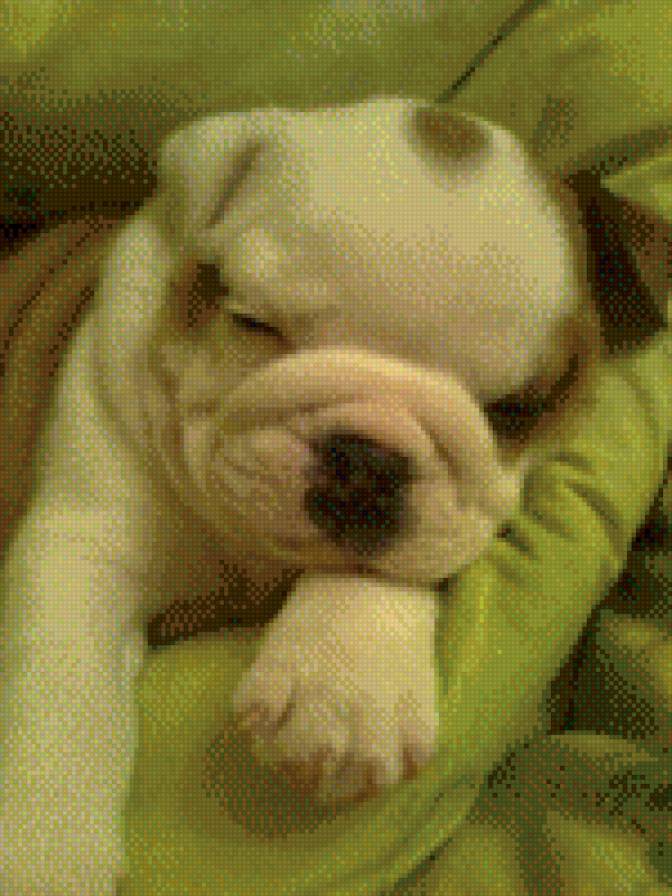 лаки - собаки, щенки - предпросмотр