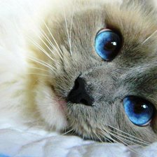 Схема вышивки «№456805»