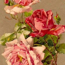 Схема вышивки «Розы»