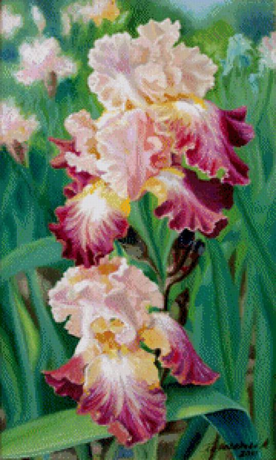 Нежный ирис - букет, ирисы, цветы - предпросмотр