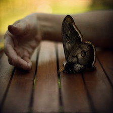 Схема вышивки «бабочка»