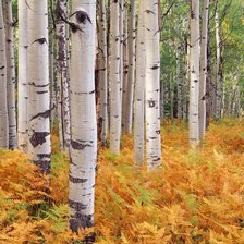 Схема вышивки «из цикла Пейзажи.»