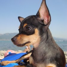 Схема вышивки «наша Элизабет»