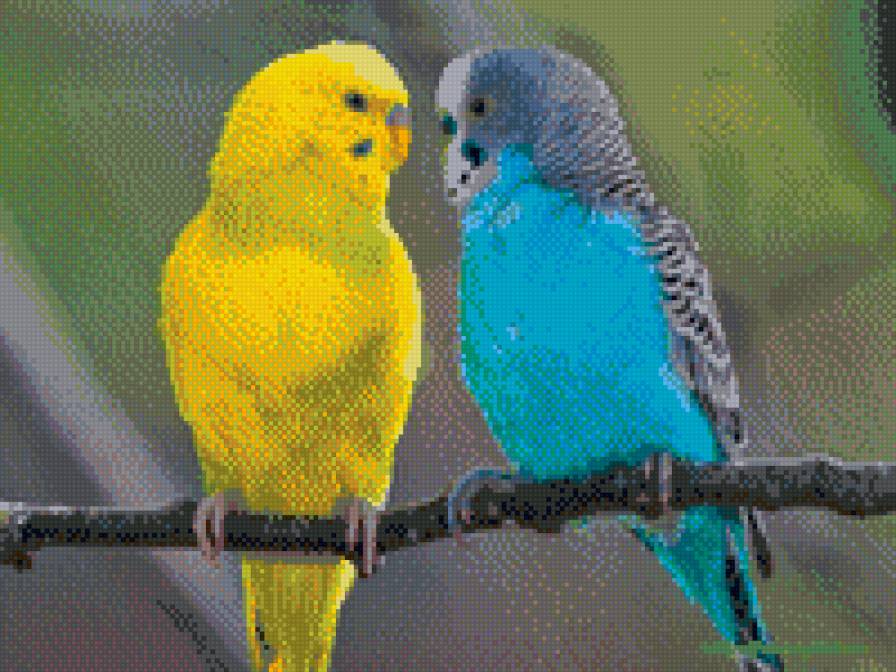 попугаи - птицы - предпросмотр