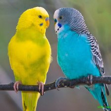 Схема вышивки «попугаи»