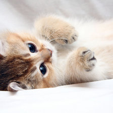 Схема вышивки «котик»