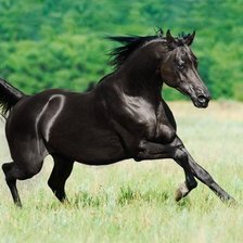 Схема вышивки «скакун2»