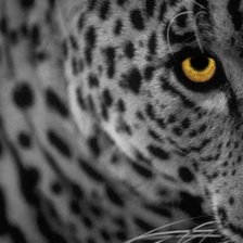 Схема вышивки «Леопард»