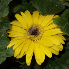 Схема вышивки «солнышко»