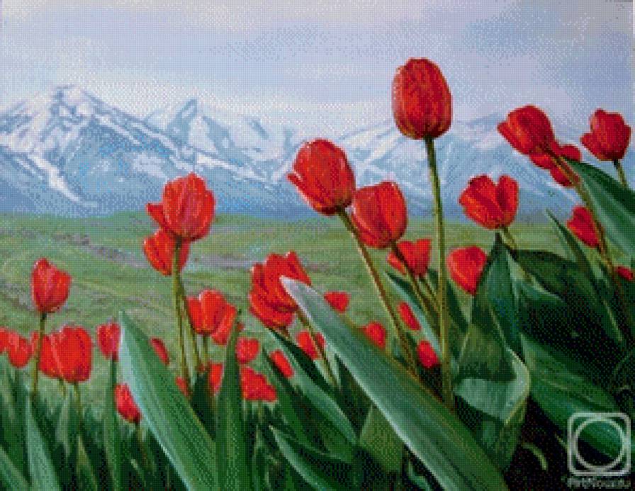 Тюльпаны - весна, горы, горный пейзаж - предпросмотр