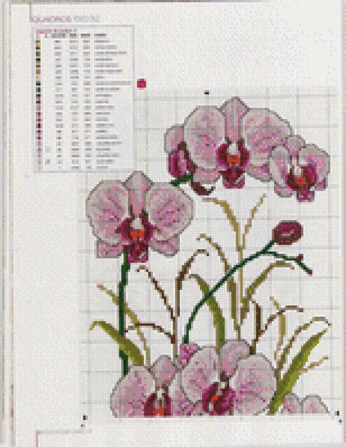 орхидея - предпросмотр