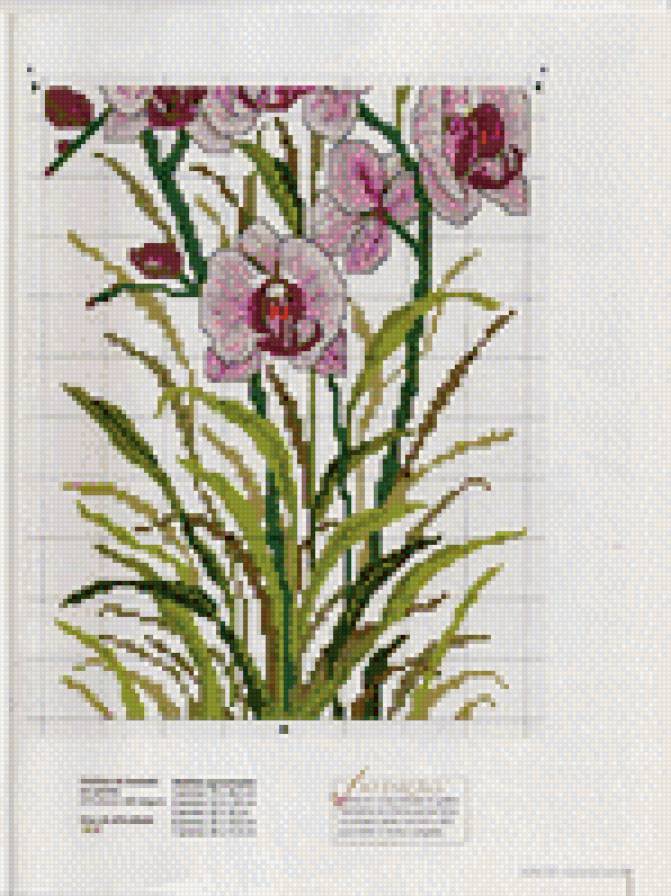 орхидея2 - предпросмотр