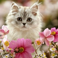 Схема вышивки «котик»