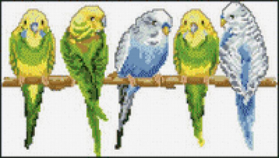 попугаи - предпросмотр