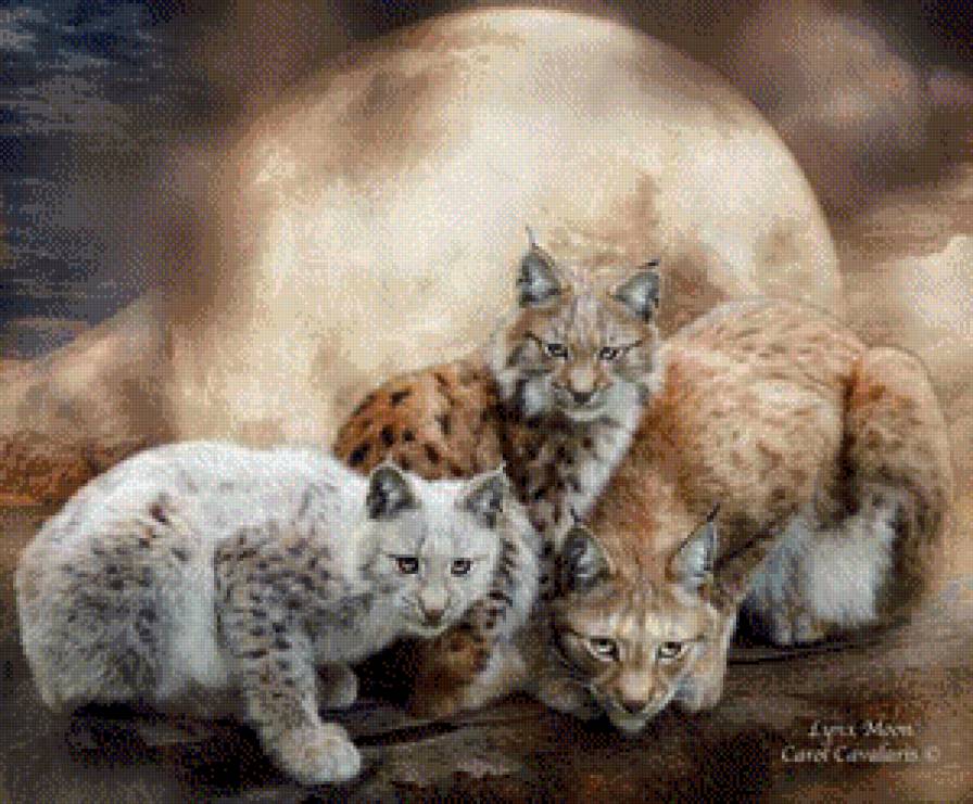 Серия "Большие кошки" - рыси, животные, кошки - предпросмотр