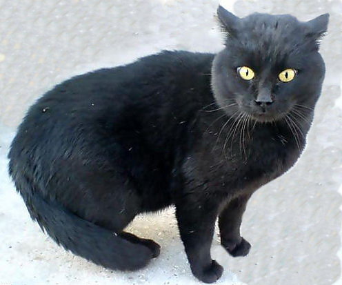 №457915 - жывотные - оригинал