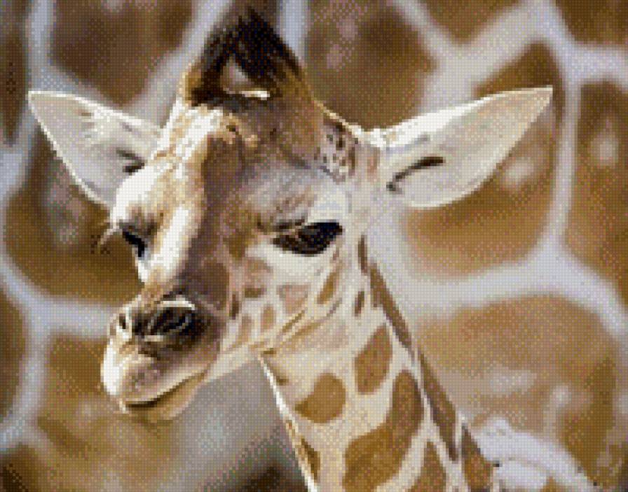 №457921 - жывотные - предпросмотр